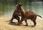 cats fighting