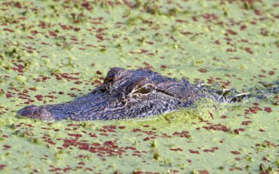 Stagflation woes put California’s housing market on alert