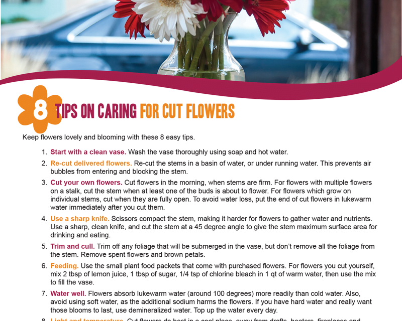 FARM: 8 Tips on caring for cut flowers