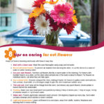 FARM: 8 Tips on caring for cut flowers