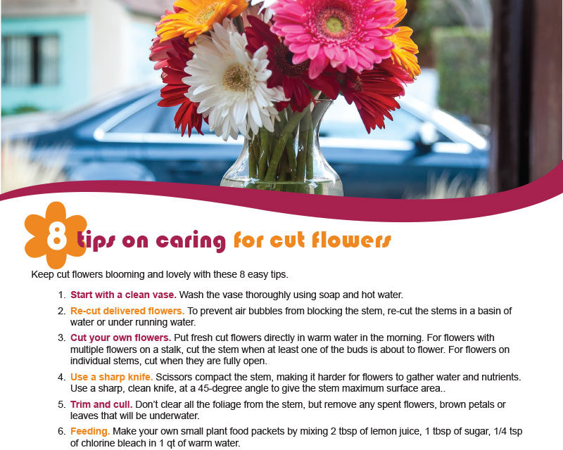 FARM: 8 Tips on caring for cut flowers