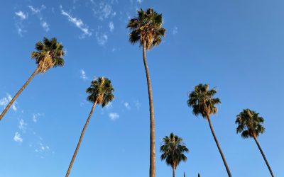 Is a city’s project to revitalize a local neighborhood which may result in future gentrification prohibited under the Federal Fair Housing Act (FFHA)?