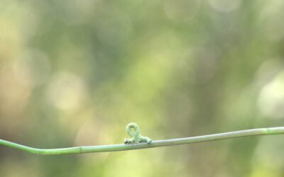 California home sales volume inches forward in March 2023