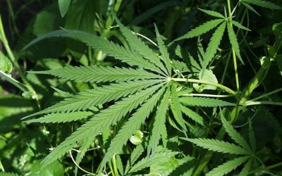 Cannabis industry impacts residential, commercial real estate