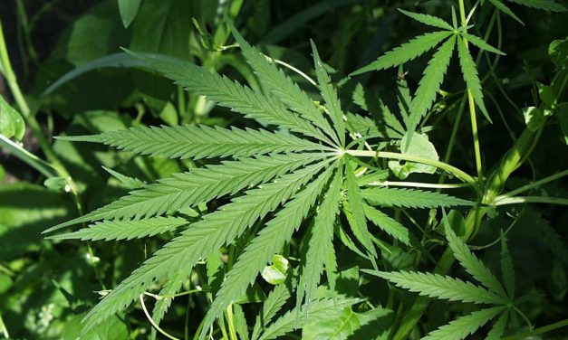 Don’t take a hit for violating medical marijuana dispensary laws