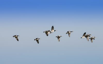 Politics and migration patterns