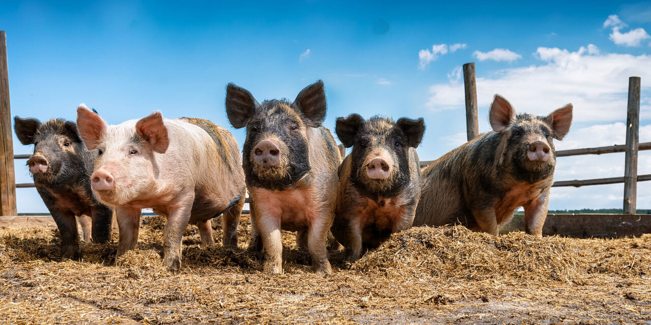 Is a landlord liable for injuries to a motorist on an adjacent roadway caused by a tenant’s livestock known to the landlord to be fenced in on the property?