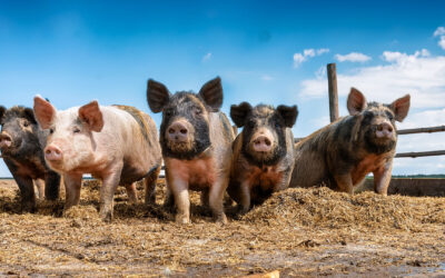 Is a landlord liable for injuries to a motorist on an adjacent roadway caused by a tenant’s livestock known to the landlord to be fenced in on the property?