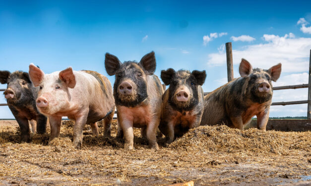 Is a landlord liable for injuries to a motorist on an adjacent roadway caused by a tenant’s livestock known to the landlord to be fenced in on the property?