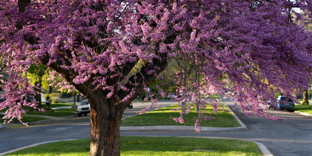 DRE Bulletin Digest: Spring 2025