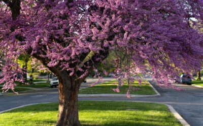 DRE Bulletin Digest: Spring 2025