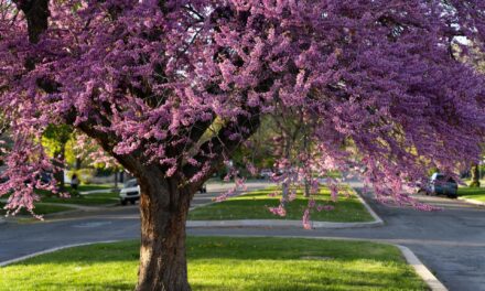 DRE Bulletin Digest: Spring 2025