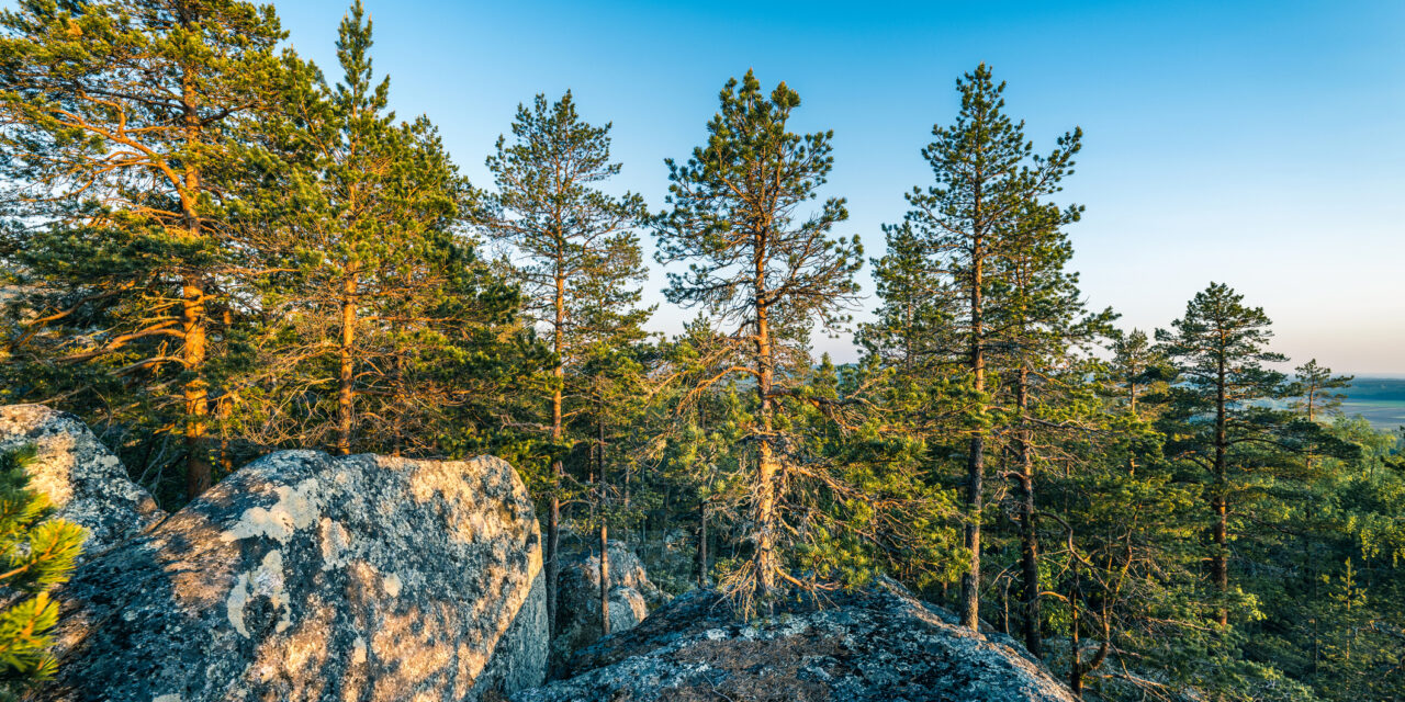 DRE Bulletin Digest: Summer 2025