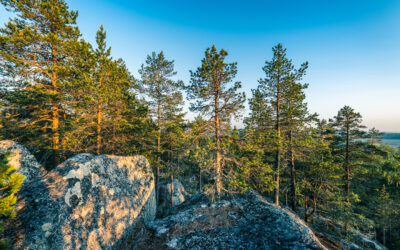 DRE Bulletin Digest: Summer 2025