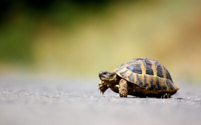 California home sales volume crawls higher in February 2023