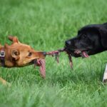 Can an owner reapply for a homestead exemption after converting a money judgment lien to a note and trust deed lien on their residence?
