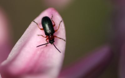 Form-of-the-Week: Bed Bug Addendum and Statement of Pest Control Operator’s Findings — Forms 563-2 and 563-3