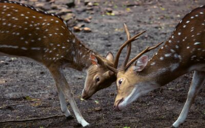 Form-of-the-Week: Modification of Representation Agreement and Release and Cancellation of Employment Agreement — Forms 120 and 121