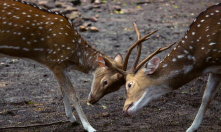 Form-of-the-Week: Modification of Representation Agreement and Release and Cancellation of Employment Agreement — Forms 120 and 121