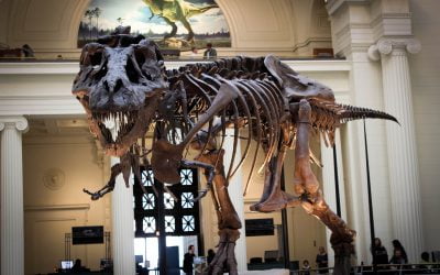 May dinosaur fossils be considered part of a property’s mineral estate?