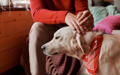Pet addendum needs to be disclosed with the rental application