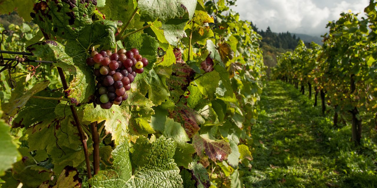 May a homeowner operate a vineyard on a property that prohibits commercial and business activity?