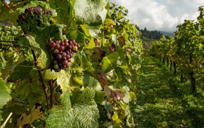 May a homeowner operate a vineyard on a property that prohibits commercial and business activity?