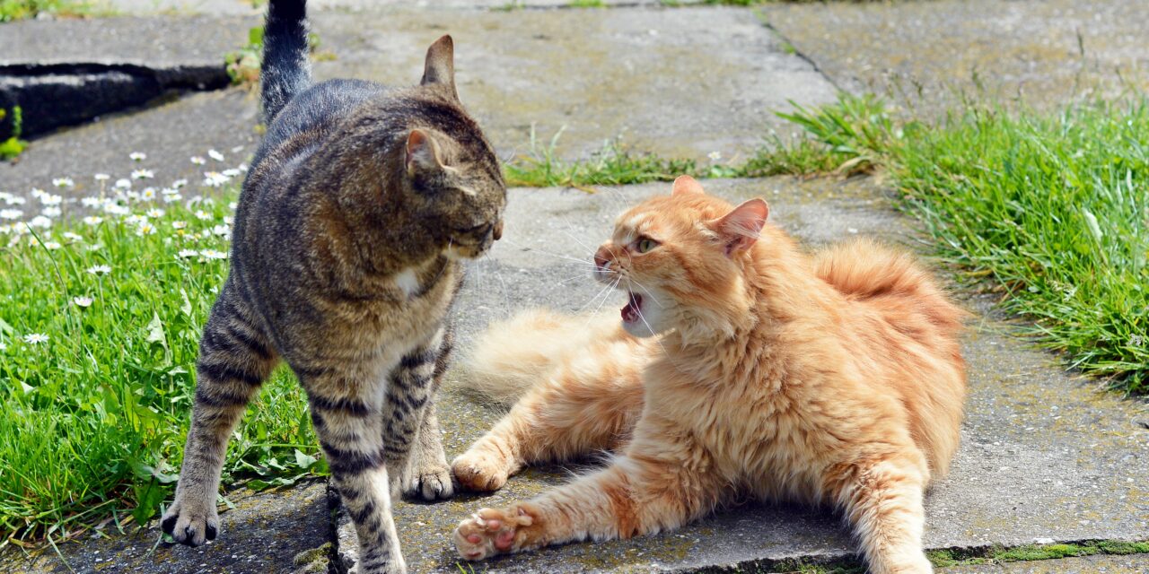 Does a property manager owe a duty of care to resolve disputes between neighbors?