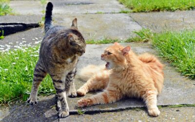 Does a property manager owe a duty of care to resolve disputes between neighbors?