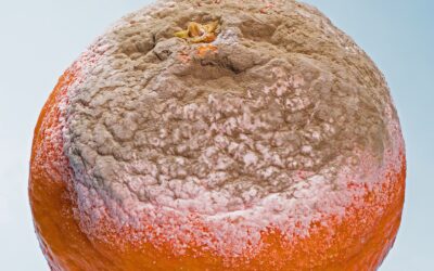 Form-of-the-Week: Mold informational booklet and non-smoking addendum — Forms 564-1, 564-2 and 563-1