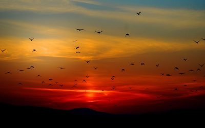 Fly free, my pretties! What drives homeowners to move