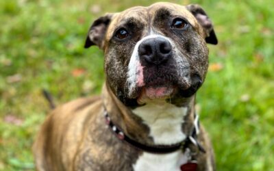 Is a residential landlord liable for injuries caused by a tenant’s dogs when the landlord is unaware the dogs are potentially violent?