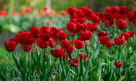 DRE Bulletin Digest: Spring 2026