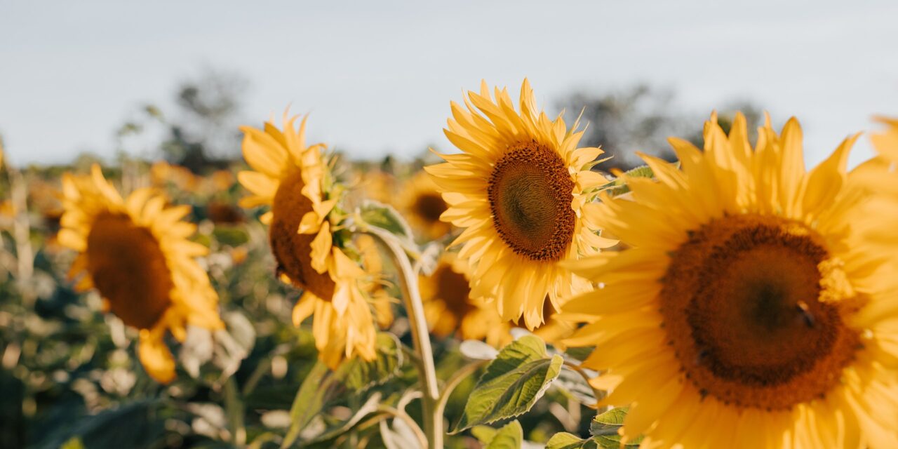 DRE Bulletin Digest: Summer 2024