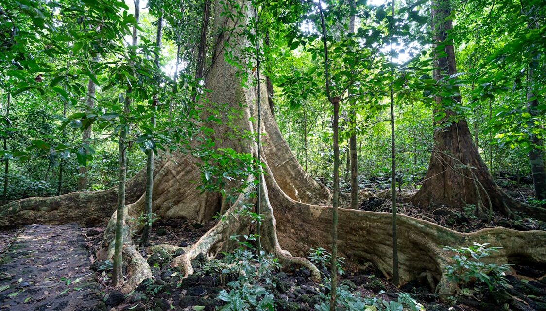 Does an owner of property adjacent to a highway owe a duty to protect the driving public by removing a tree which presents a dangerous condition?