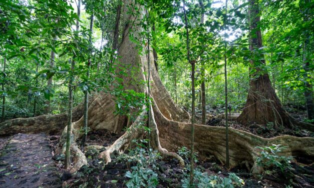 Does an owner of property adjacent to a highway owe a duty to protect the driving public by removing a tree which presents a dangerous condition?